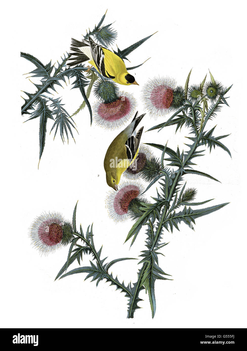 Amerikanische Stieglitz, Zuchtjahr Tristis, Vögel, 1827-1838 Stockfoto