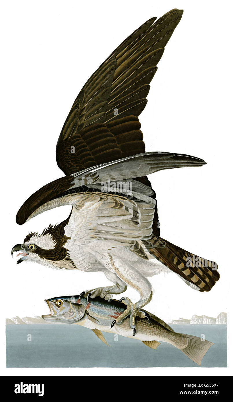 Fischadler, Pandion Haliaetus, Fish Hawk oder Fischadler, Vögel, 1827-1838 Stockfoto