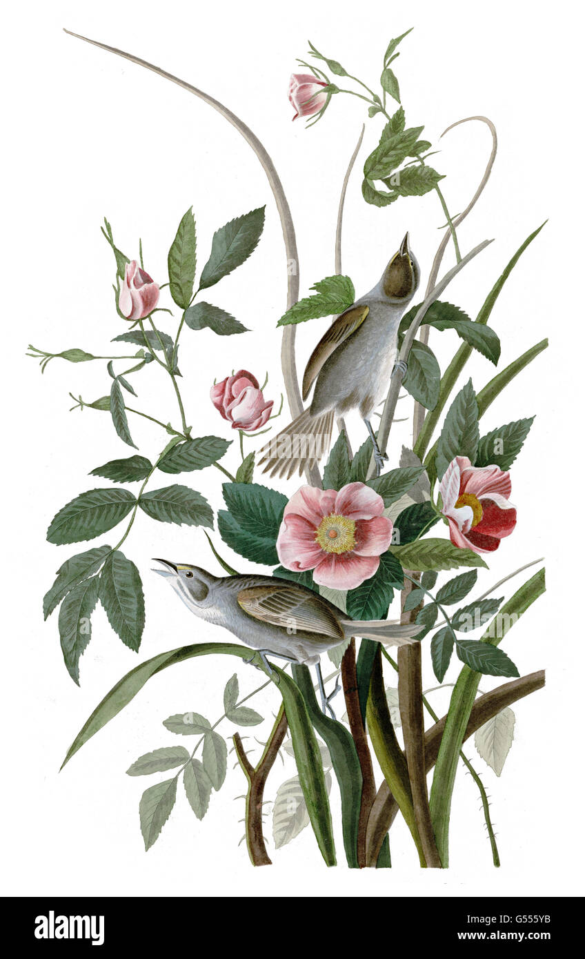 Am Meer Spatz, Ammodramus Maritimus, Meerseite Finch, Vögel, 1827-1838 Stockfoto