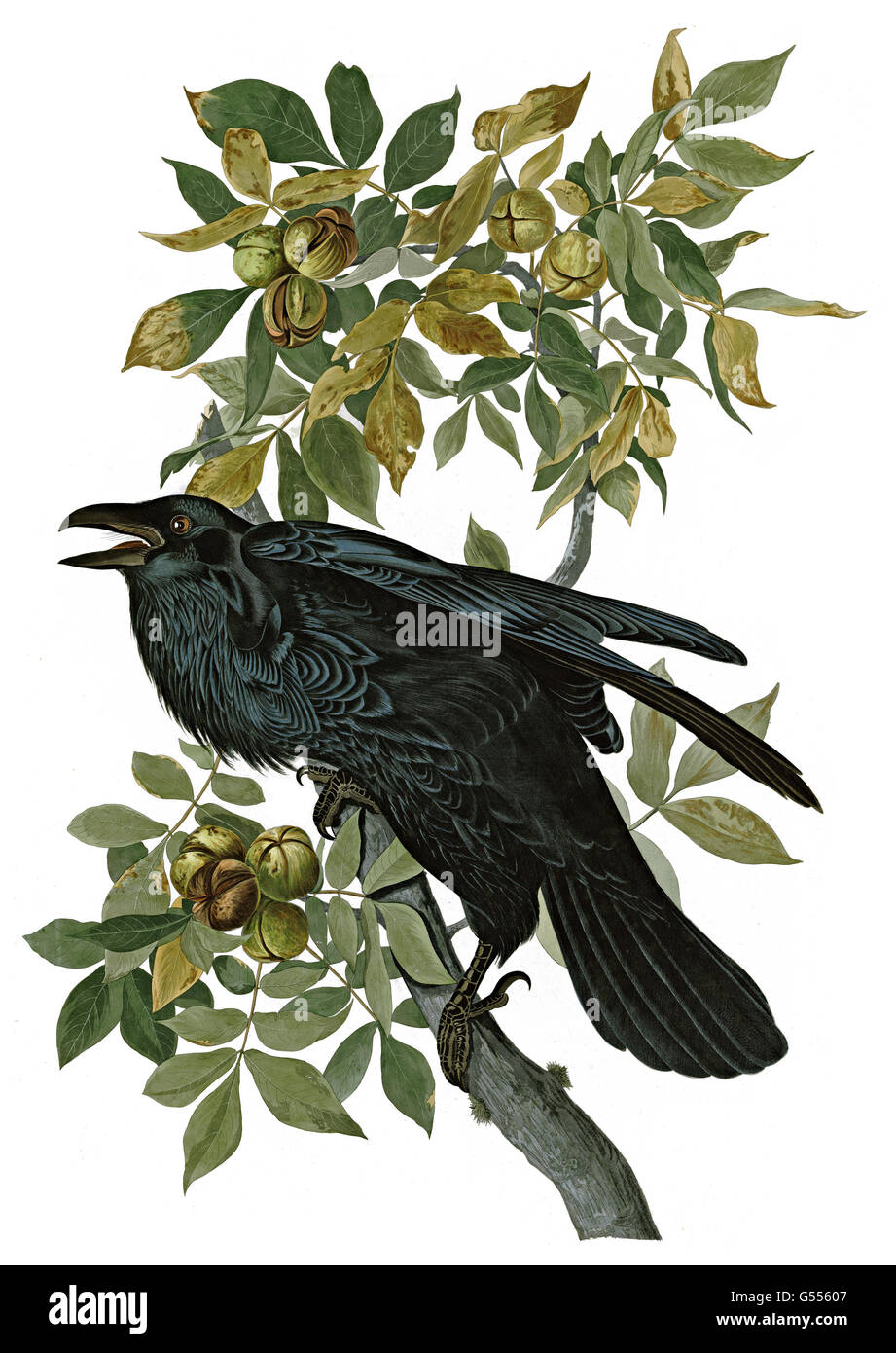Kolkrabe Corvus Corax, Rabe, Vögel, 1827-1838 Stockfoto