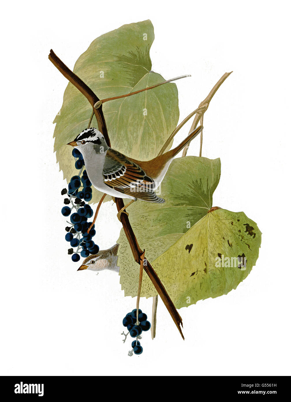 Weiß – gekrönter Spatz, Zonotrichia Leucophrys, Vögel, 1827-1838 Stockfoto