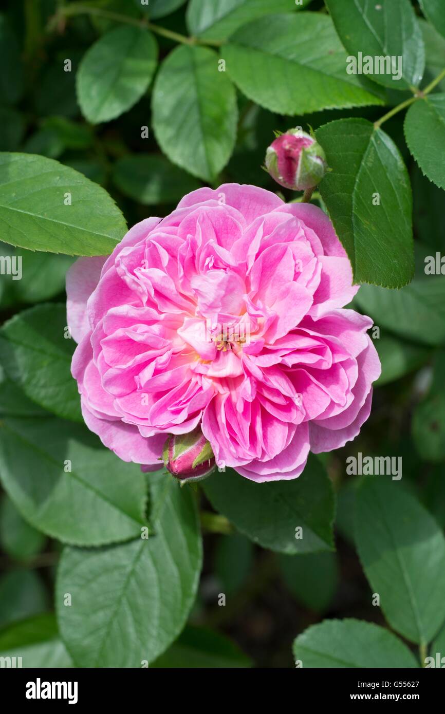 HARLOW CARR, Englische Rose - von David Austin, Strauch-Rose gezüchtet. Stockfoto