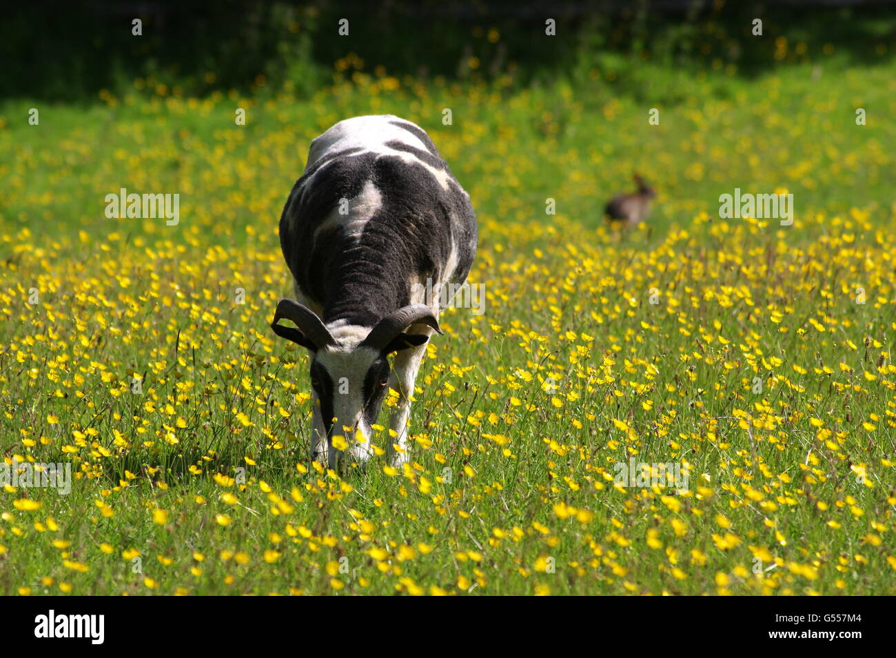 Jakobs Schafe grasen auf der Wiese Stockfoto