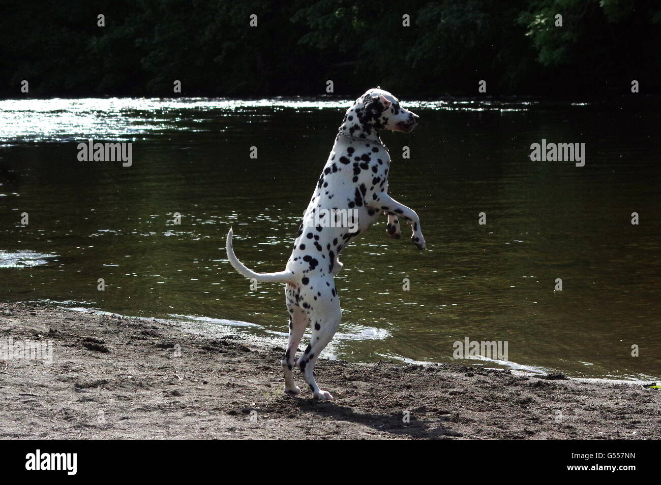 Dalmatiner aus dem Wasser springen Stockfoto