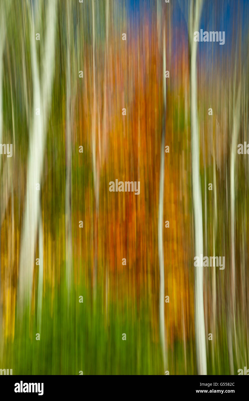 Ahorn und Birke Bäume in herbstlichen Farben, Grafton County, Vermont, USA, Oktober Stockfoto