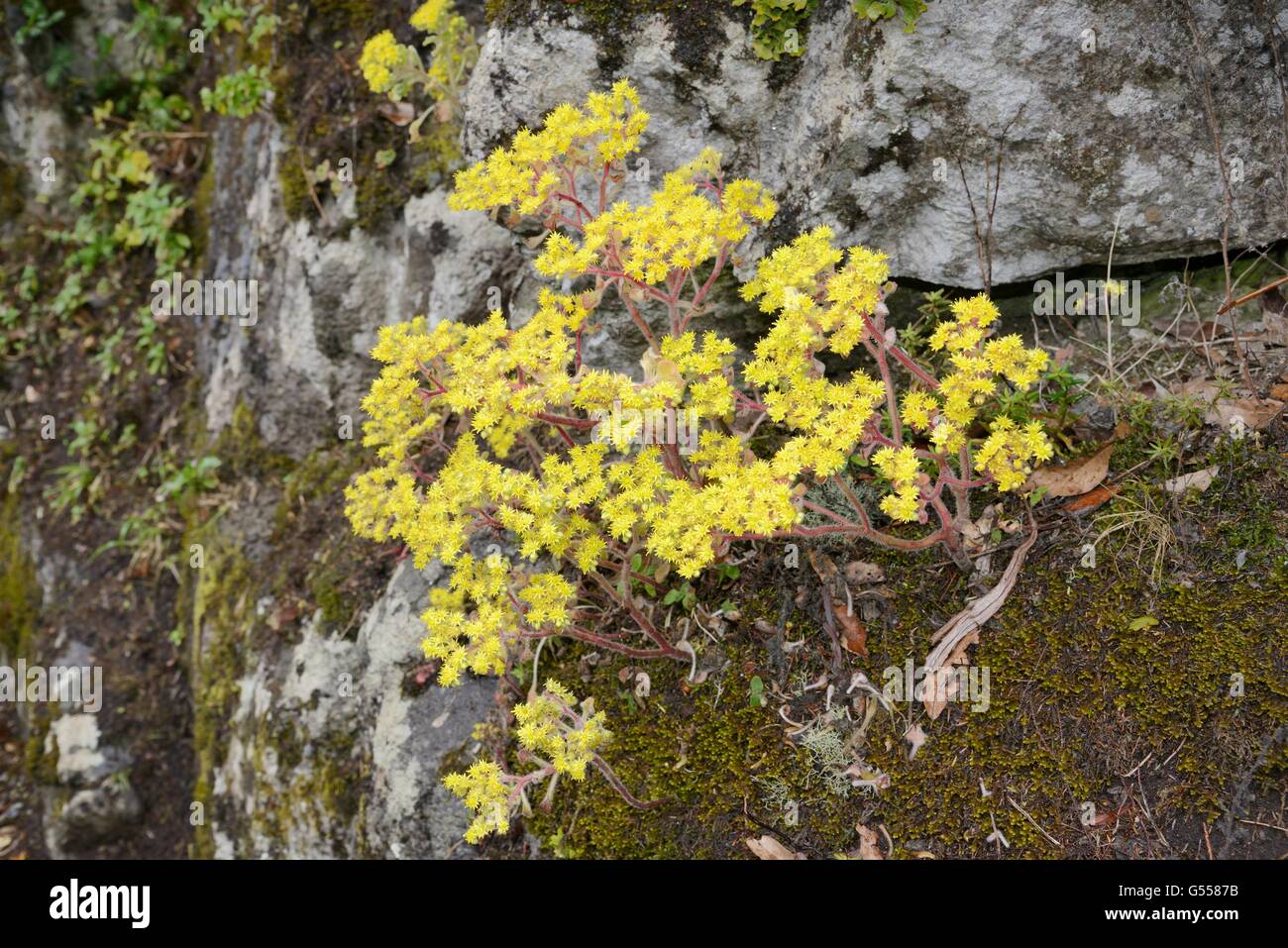 Baum der Liebe / Mäuse Ohren (Aichryson Laxum), einem Kanarischen Inseln endemisch, Blüte auf einer Felswand in montane Lorbeerwald, Teneriffa. Stockfoto