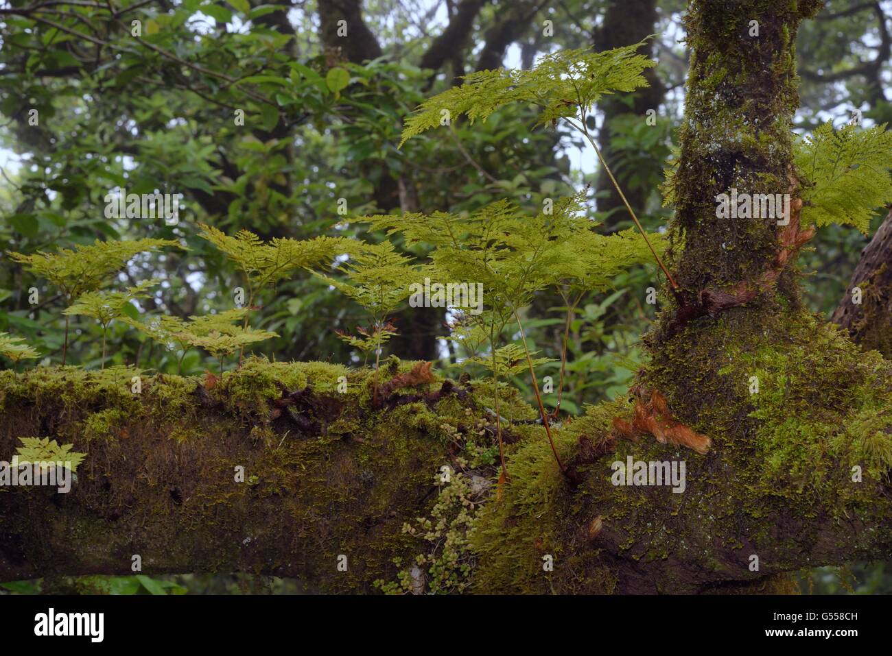 Hares Fuß Farn / des Kaninchens Fuß Farne (Davallia Canariensis) aus Luftaufnahmen Rhizome und Moose wachsen auf Äste sprießen Stockfoto