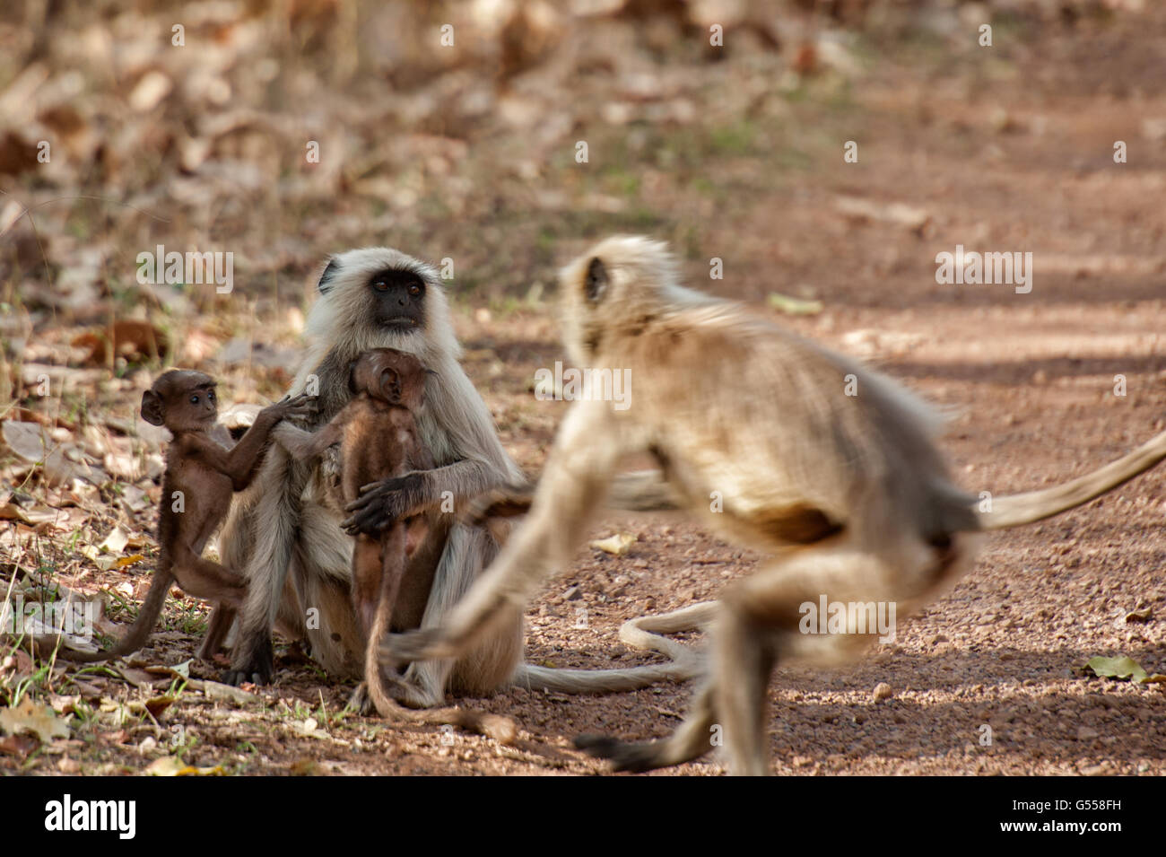 Hanuman-Languren (Semnopithecus Entellus), Cercopithecidae, Ranthambore Nationalpark, Indien, Asien Stockfoto