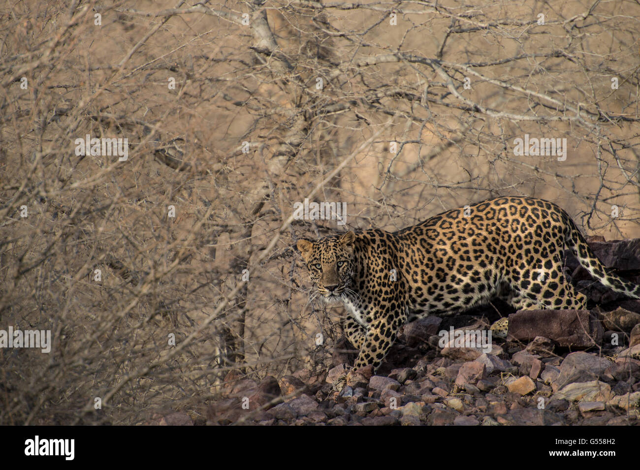 Asiatischen Leoparden Panthera Pardus Fusca, Felidae, Ranthambore Nationalpark, Rajasthan, Indien, Asien Stockfoto