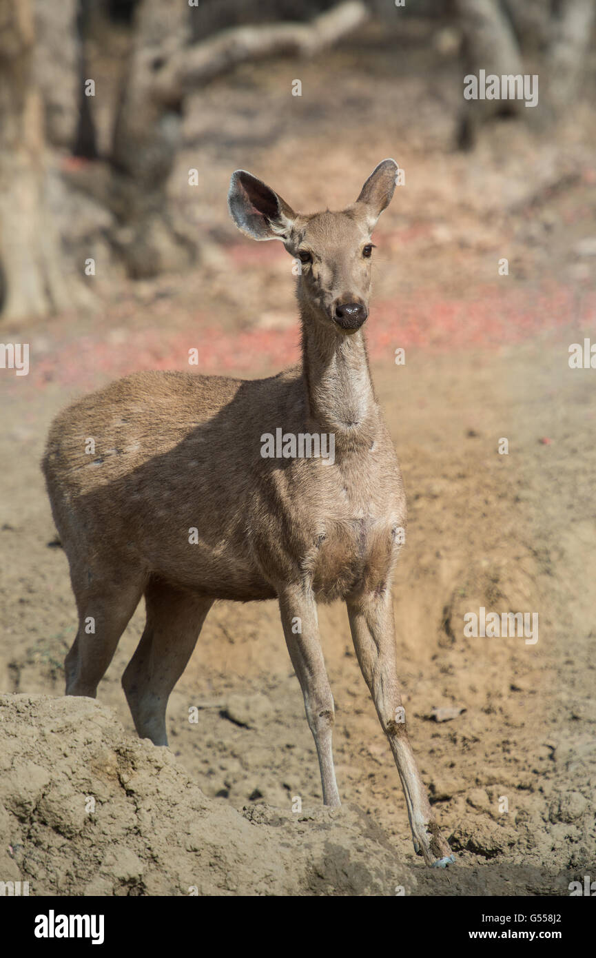 Sambar-Rotwild, Rusa unicolor, Cervidae, Ranthambore Nationalpark, Indien, Asien Stockfoto