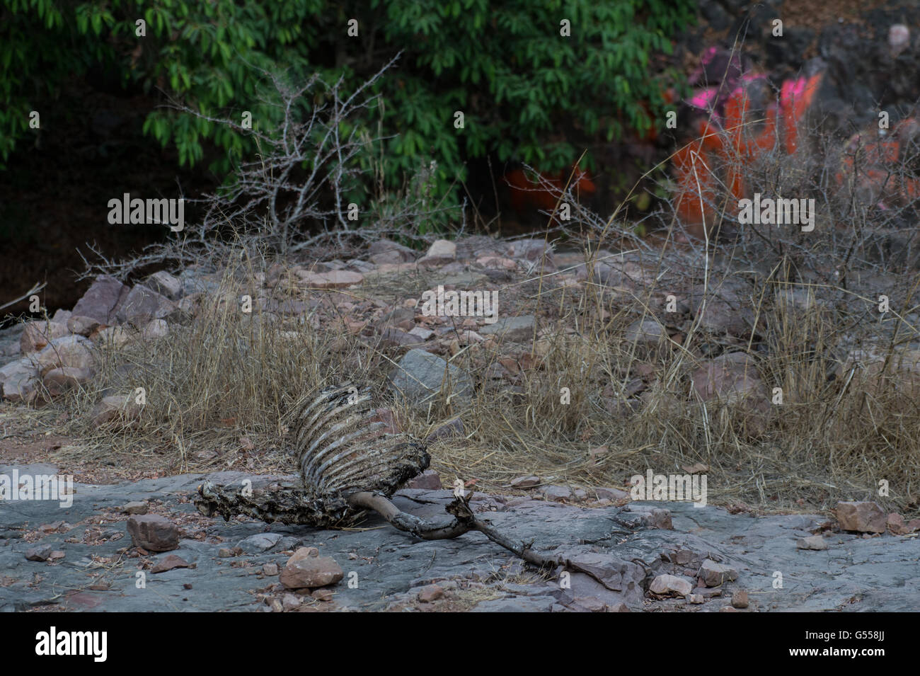 Prädation bleibt (Sambar Deer) von Bengal Tiger (Panthera Tigris Tigris), Ranthambore Nationalpark, Indien, Asien Stockfoto