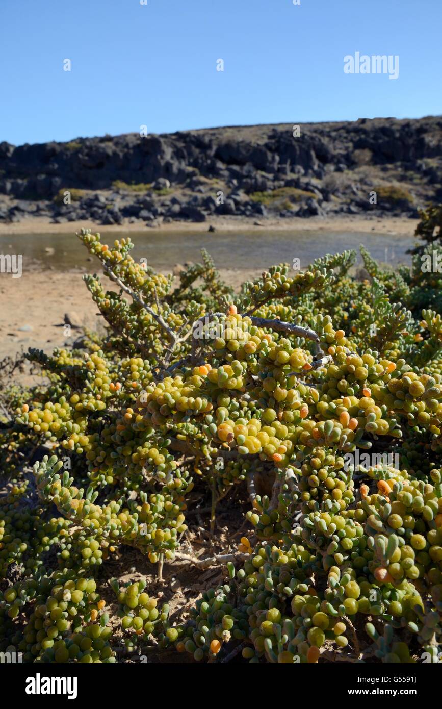 Sea Grape / Uvas de mar (Zygophyllum / Tetraena Fontanesii) Strauch mit Früchten an der Küste Teneriffas zu entwickeln. Stockfoto