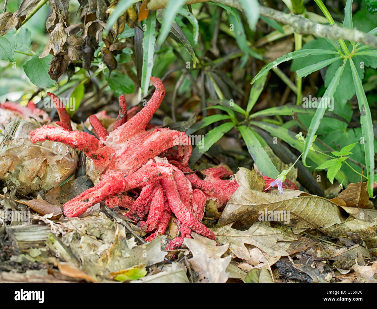 Leuchtend roten Pilz. Clathrus Archeri. Stockfoto