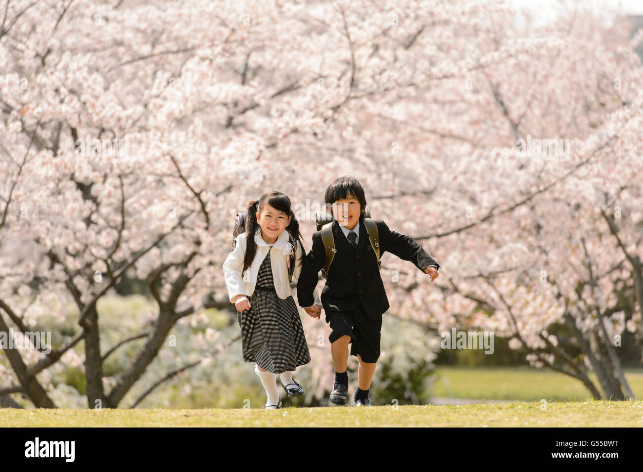 Japanische Grundschüler und Kirschblüten Stockfoto