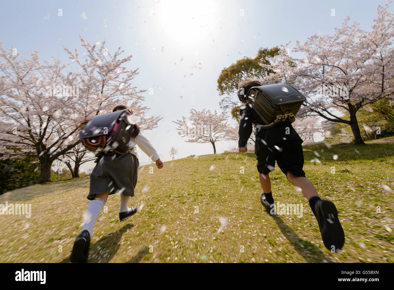Japanische Grundschüler und Kirschblüten Stockfoto