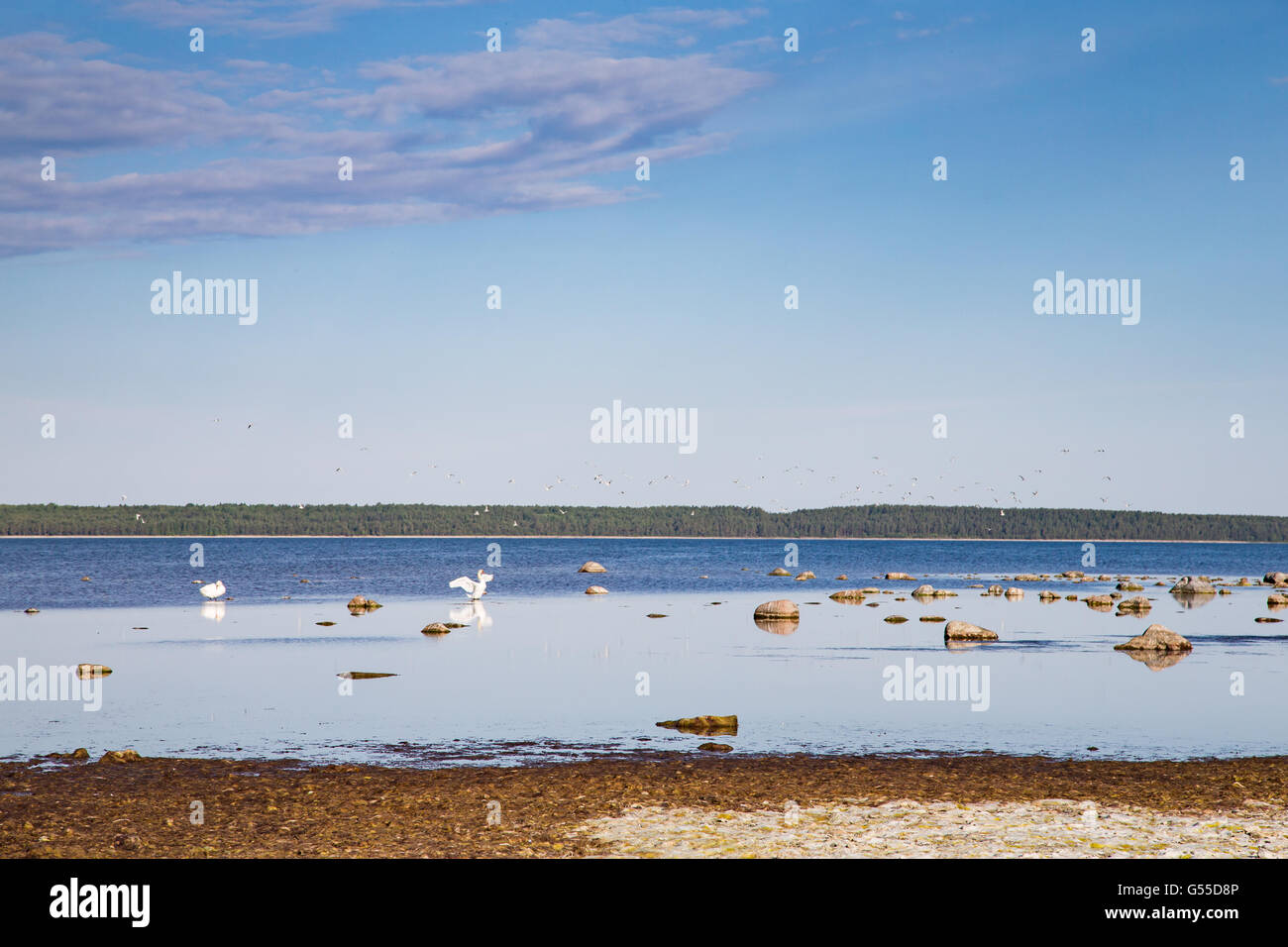 Kosten von Saaremaa in Estland Stockfoto