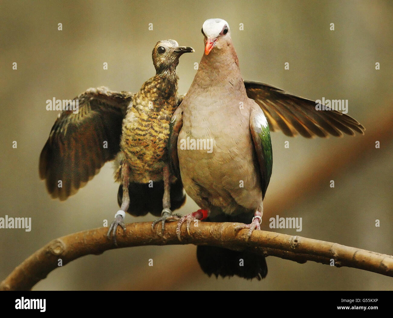 Ein grünes Taubenküken mit seinem Vater im Zoo von Edinburgh. Es war eine geschäftige Zeit für die Bewohner der Brilliant Birds im Zoo, als die Jugendlichen ihre Nester verließen. Stockfoto