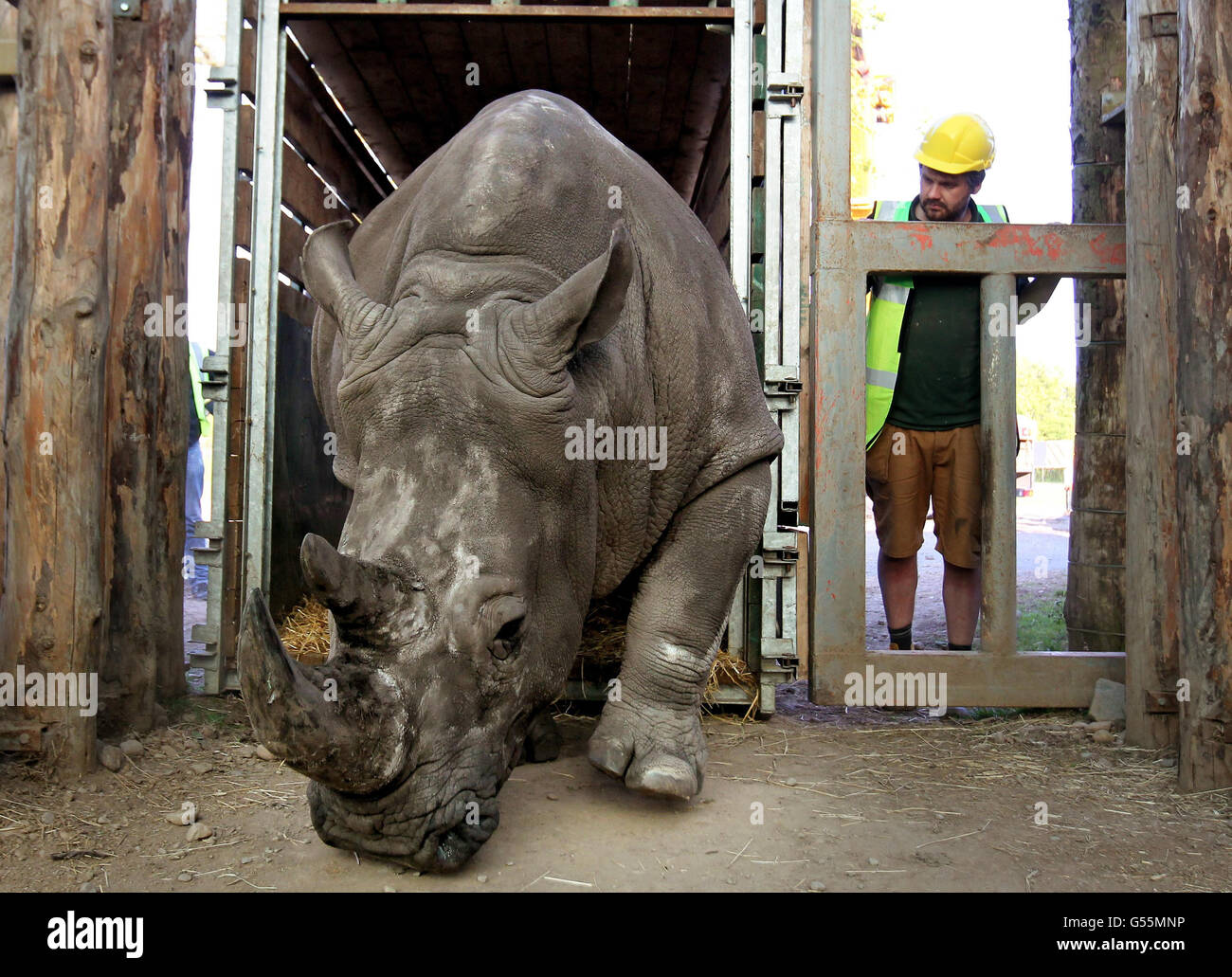 Chris Lucas, Leiter der Großsäuger im Blair Drummond Safari Park, sieht Lucy, dem weißen Nashorn, ihre ersten Schritte machen, als sie im Blair Drummond Safari Park nahe Stirling ankommt. Stockfoto
