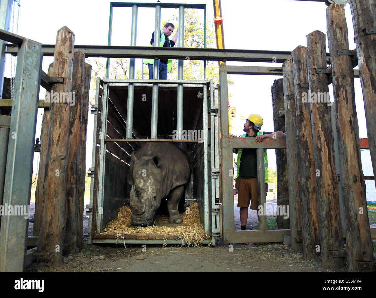 Chris Lucas (rechts), der Leiter der Großsäuger im Blair Drummond Safari Park, sieht Lucy, dem weißen Nashorn, bei ihrer Ankunft im Blair Drummond Safari Park in der Nähe von Stirling zu. Stockfoto
