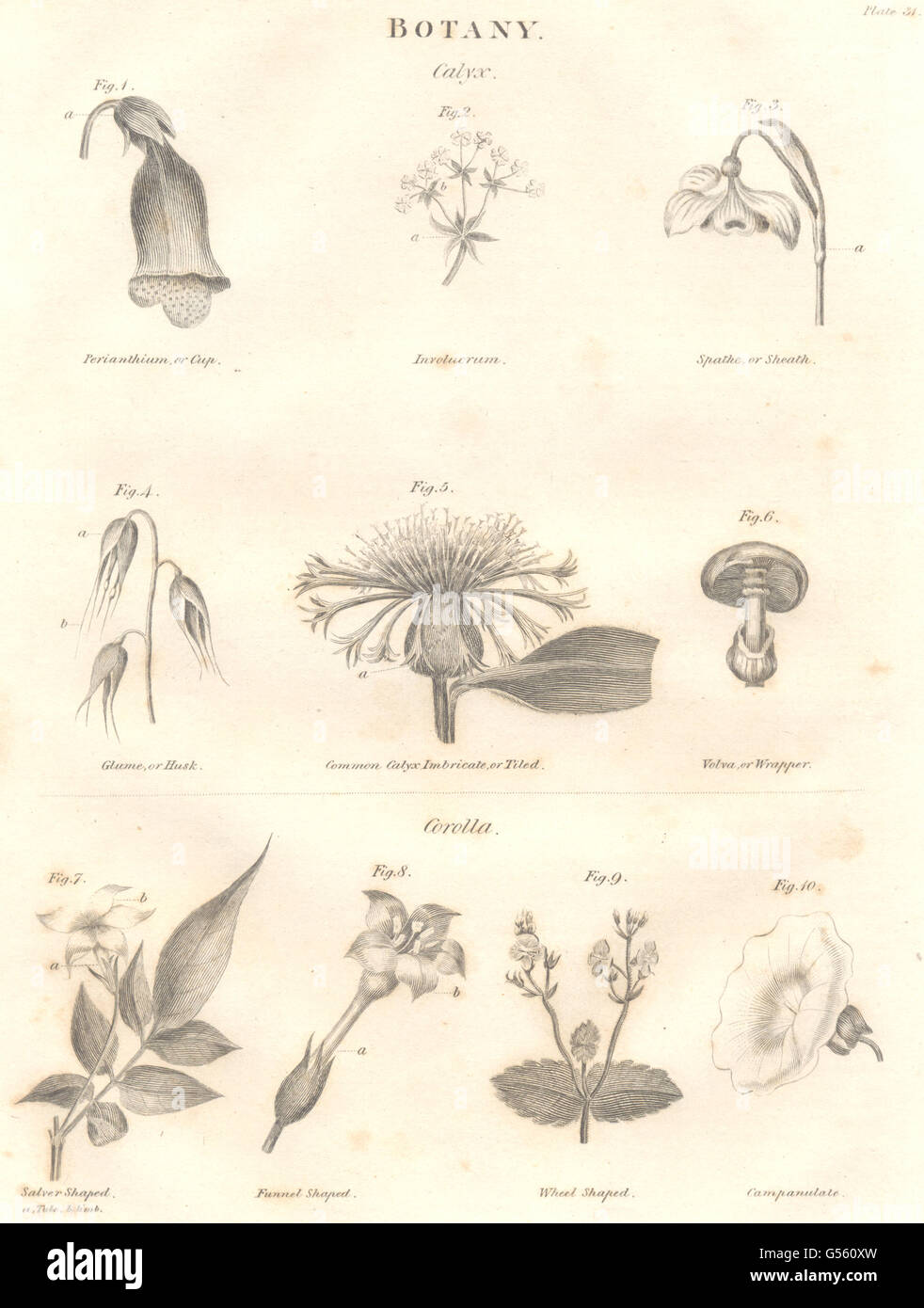 Botanik: Cup; Involucrum; Scheide; Schale; Volva; Blumenkrone; Tablett, Trichter, Rad geformt, 1830 Stockfoto