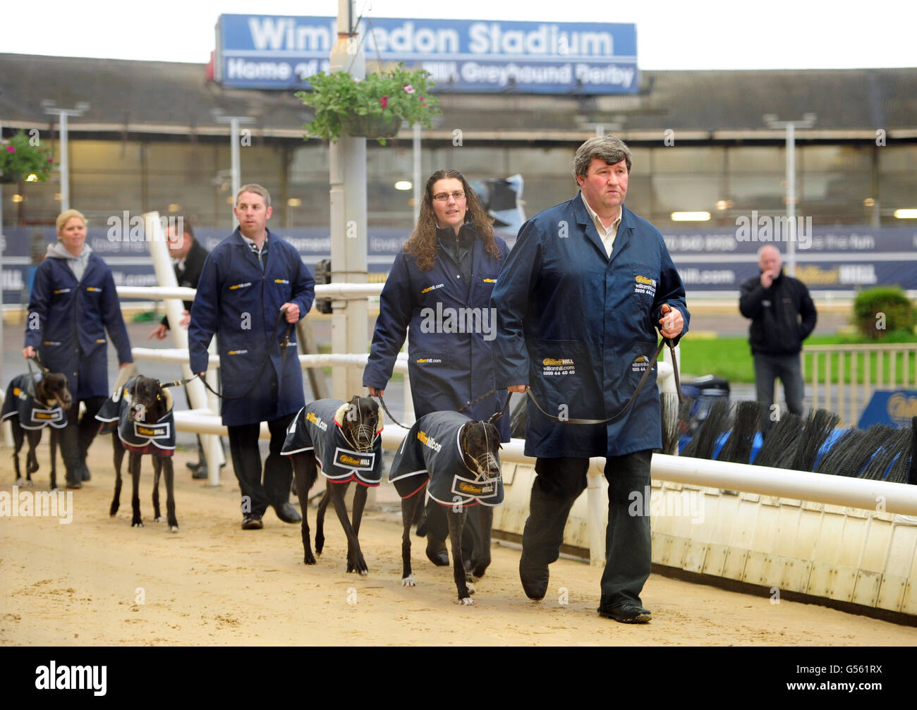 Greyhound-Rennen - William Hill.com Greyhound Derby - Viertelfinale - Wimbledon Stadium. Hunde werden vor einem Rennen auf der Windhundstrecke im Wimbledon Stadium vorgeführt Stockfoto