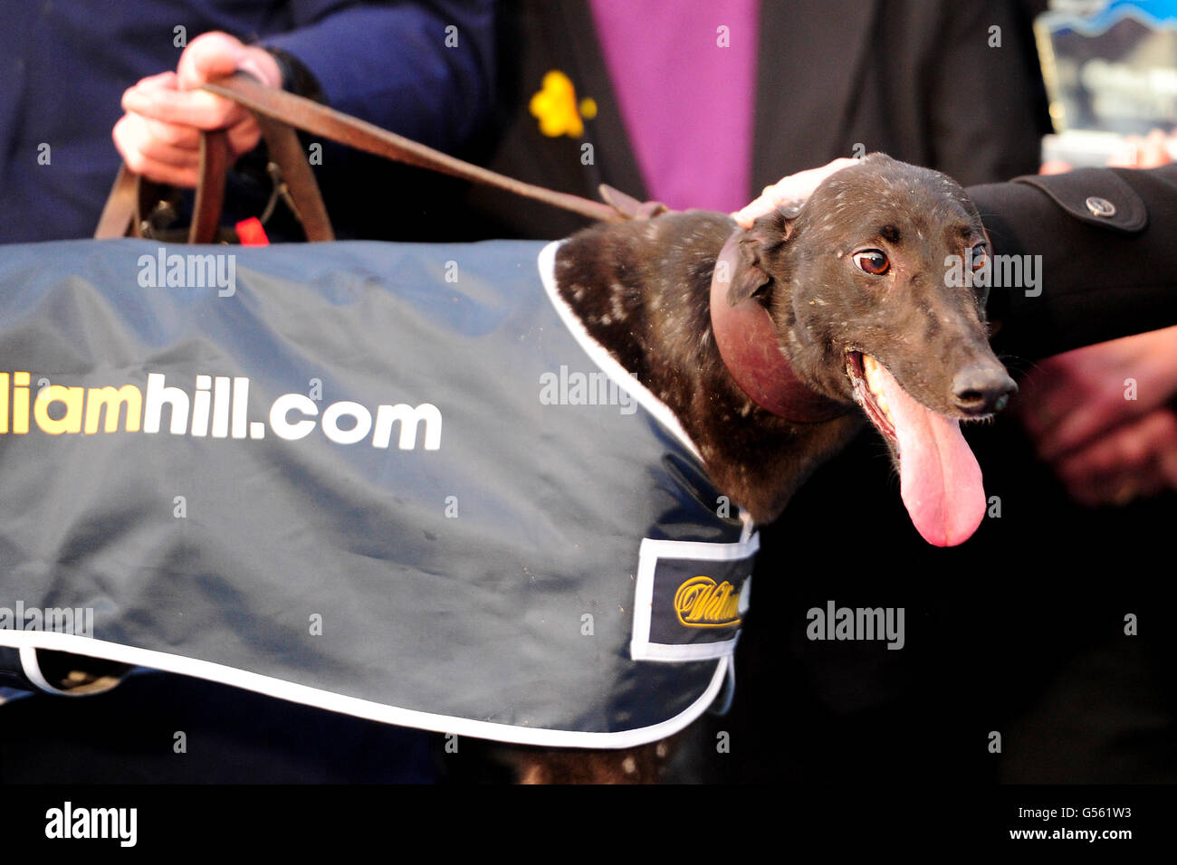 Greyhound-Rennen - William Hill.com Greyhound Derby - Viertelfinale - Wimbledon Stadium. Ein siegreiche Windhunde auf dem Siegerpodest auf der Windhundstrecke im Wimbledon Stadium Stockfoto