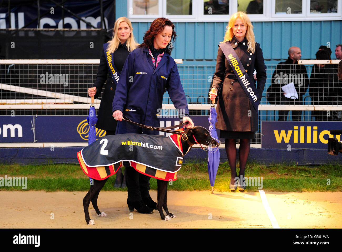Greyhound-Rennen - William Hill.com Greyhound Derby - Viertelfinale - Wimbledon Stadium. Hunde werden vor einem Rennen auf der Windhundstrecke im Wimbledon Stadium vorgeführt Stockfoto