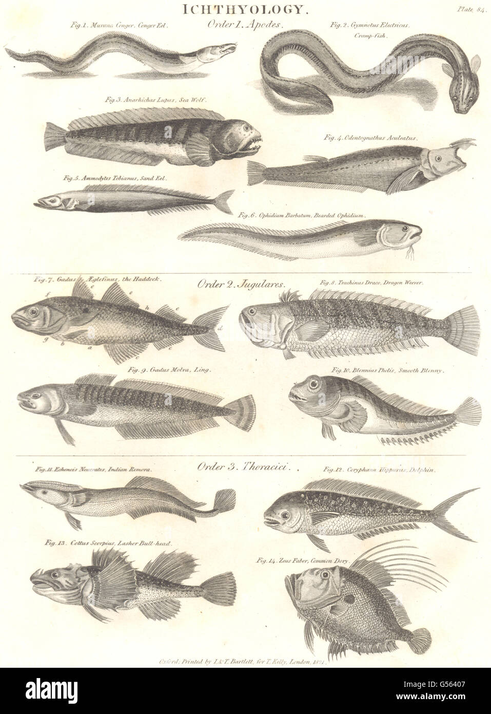 ICHTHYOLOGIE: Sand, Meeraal; Seewolf, Ophidium; Schellfisch; Ling; Blenny; Remora, 1830 Stockfoto