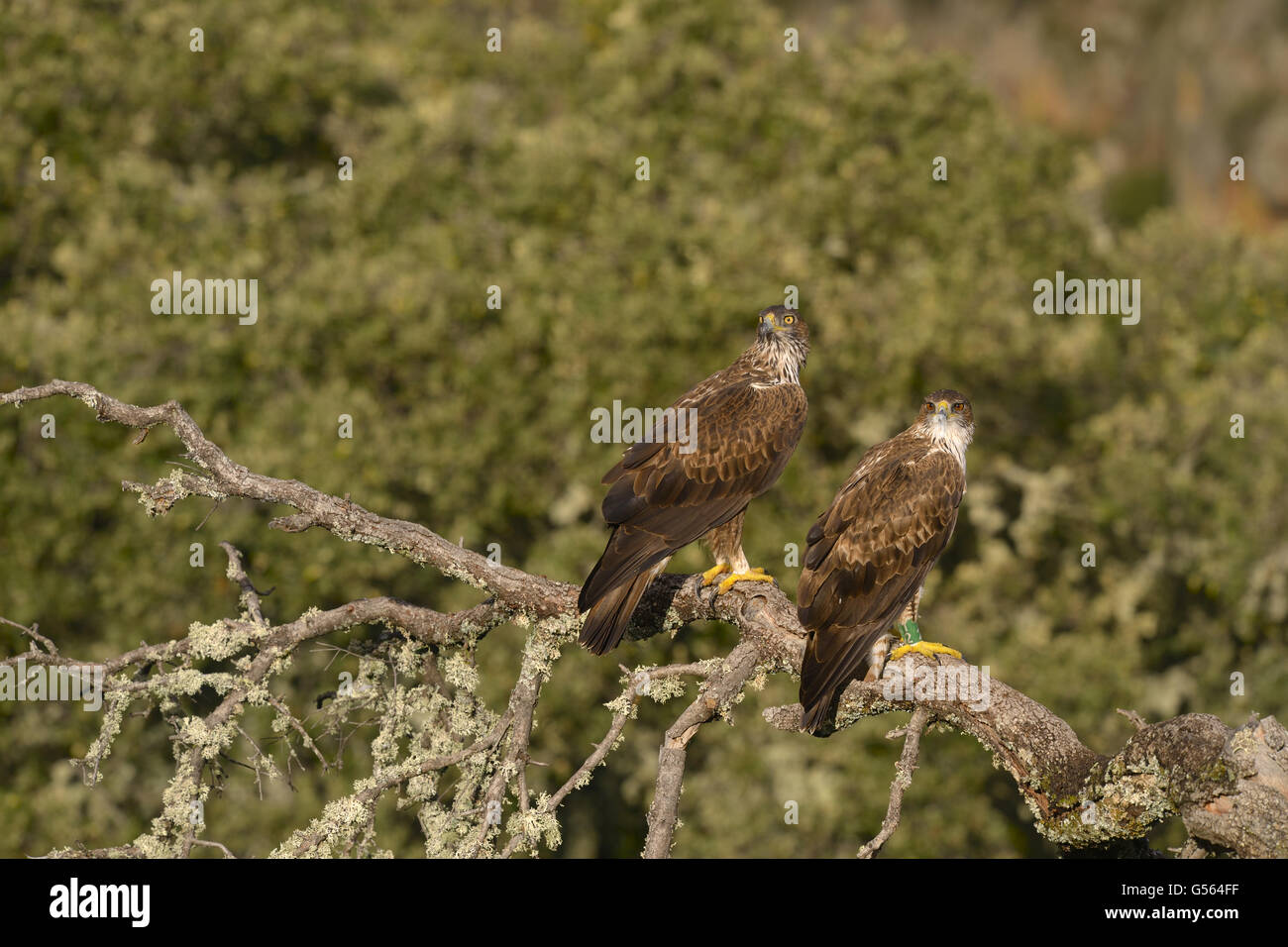 Bonelli Adler (Aquila Fasciata) Erwachsene weibliche und zweiten Jahr männlich, thront auf Zweig, Castilla y Leon, Spanien, Oktober Stockfoto