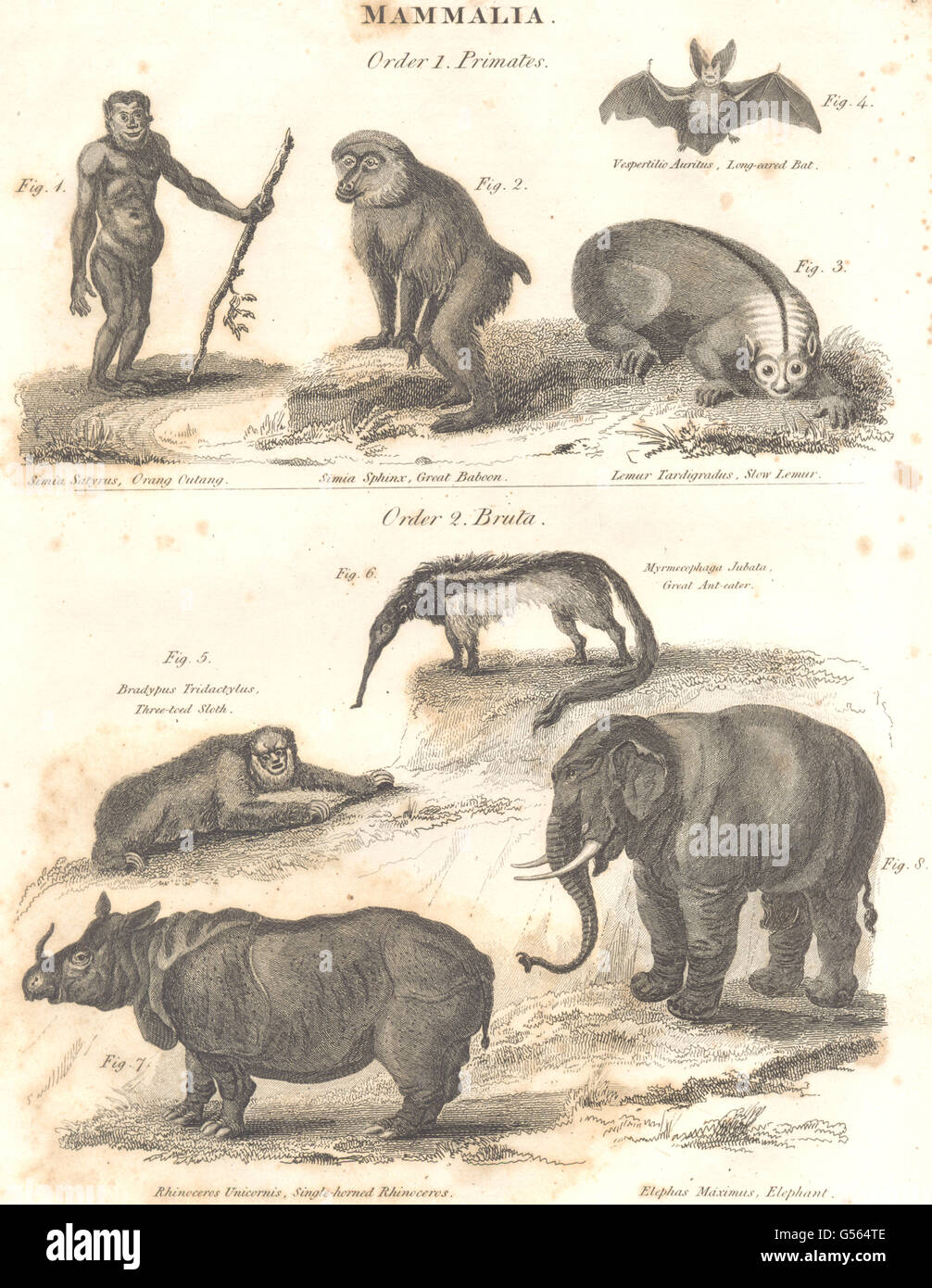 MAMMALIA:Primates Tiere; Pavian; Lemur; Fledermaus; Faultier; Ameisenbär; Rhino; Elefant 1830 Stockfoto