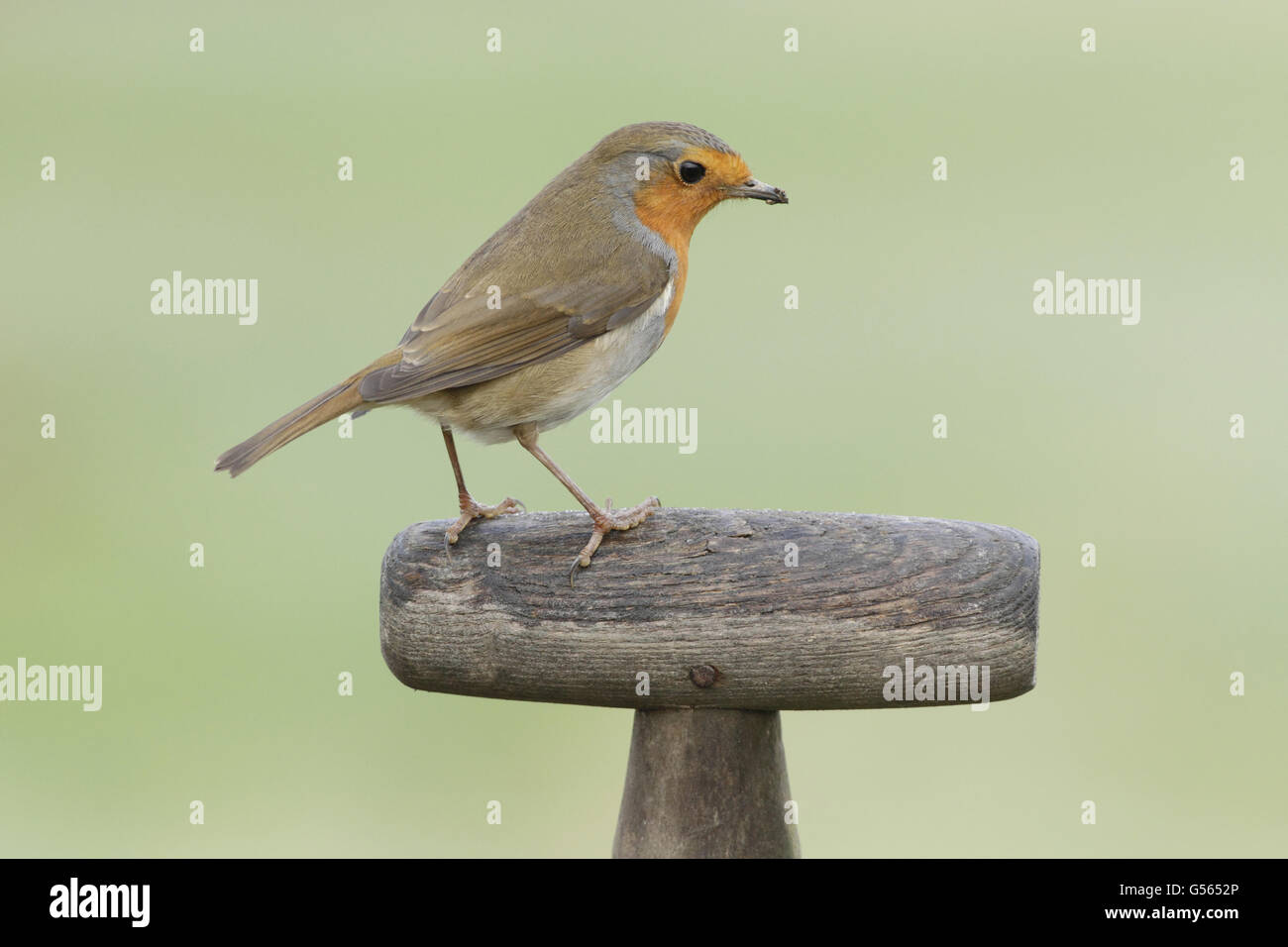 Rotkehlchen (Erithacus Rubecula) Erwachsenen, thront auf Gabel Griff im Garten, West Yorkshire, England, November Stockfoto