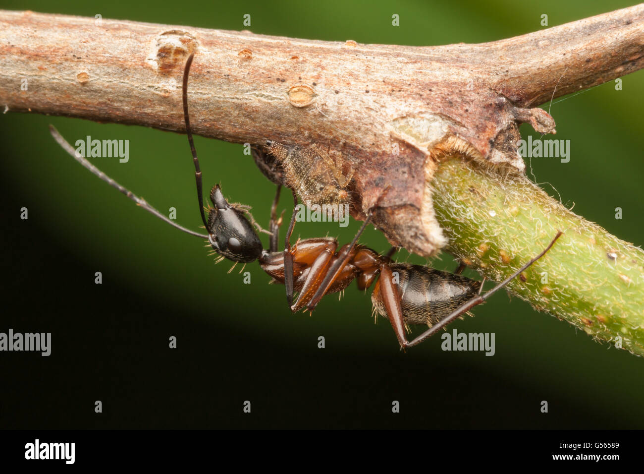 Ameise Stockfotos und -bilder Kaufen - Seite 3 - Alamy
