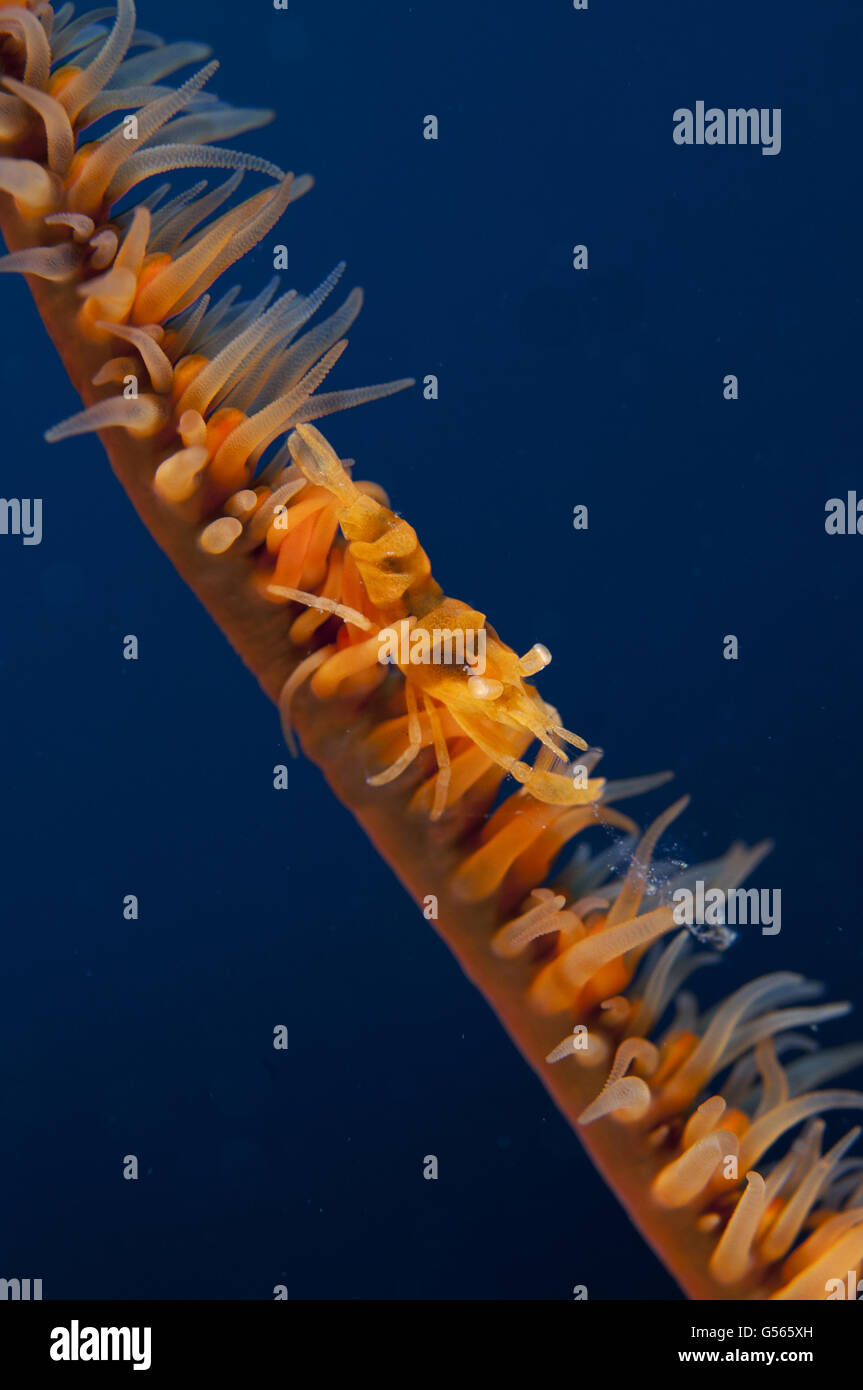 Sansibar Whip Coral Garnelen (Dasycaris Zanzibarica), auf Whip Coral, weiteres Tauchen Website, Seraya, Bali, Indonesien Stockfoto