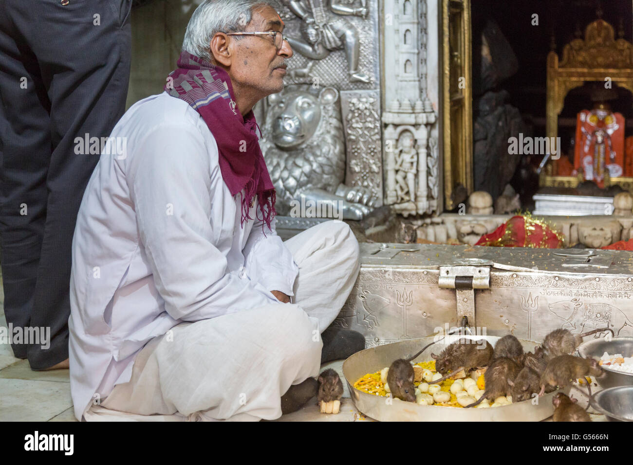 Tample von Ratten, Karni Mata Tempel, Hindu-Tempel, Deshnoke, Rajasthan, Indien Stockfoto