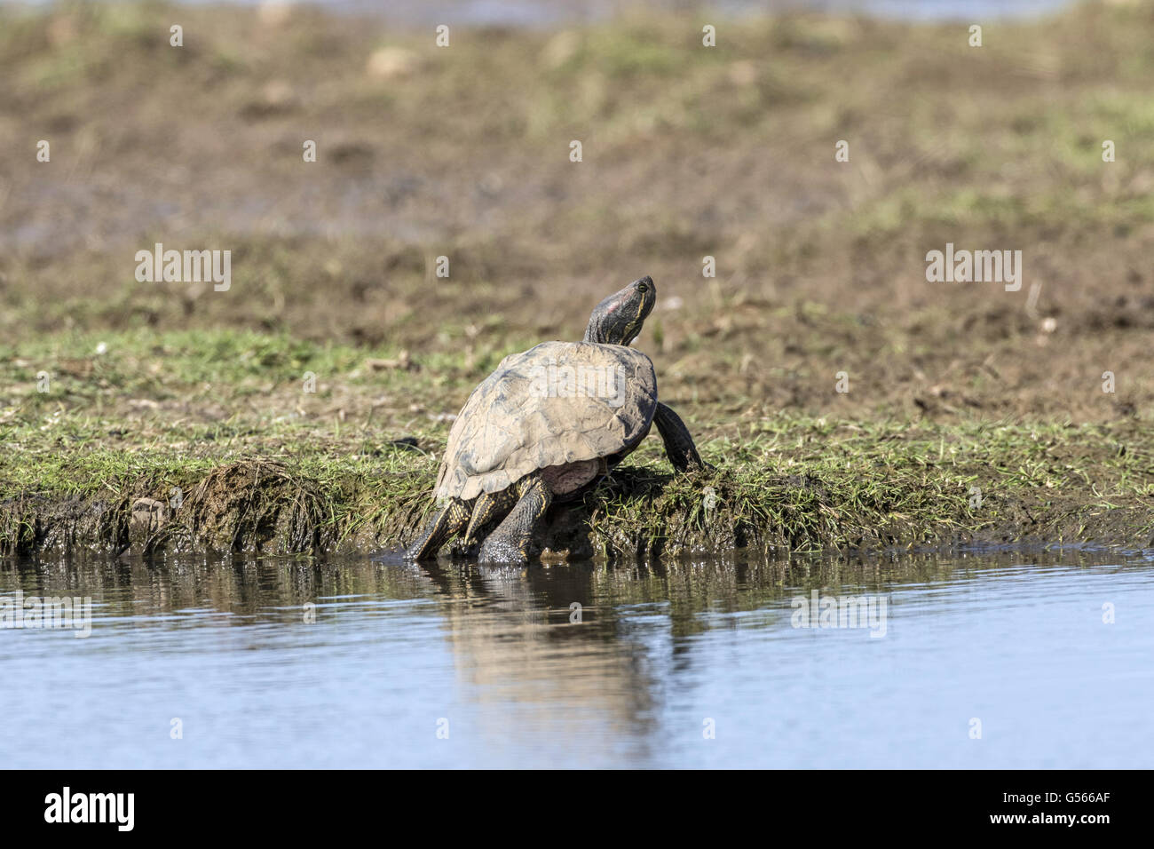 Rot-Schmuckschildkröte Schildkröte (ist Scripta Elegans) Erwachsener an Deepdale Marsh, Norfolk. Eine invasiven Arten aus Nordamerika. Stockfoto