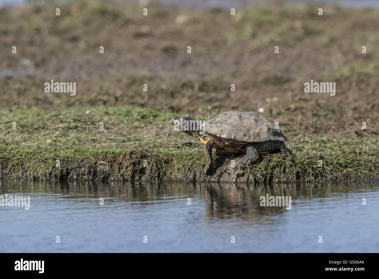 Rot-Schmuckschildkröte Schildkröte (ist Scripta Elegans) Erwachsener an Deepdale Marsh, Norfolk. Eine invasiven Arten aus Nordamerika. Stockfoto