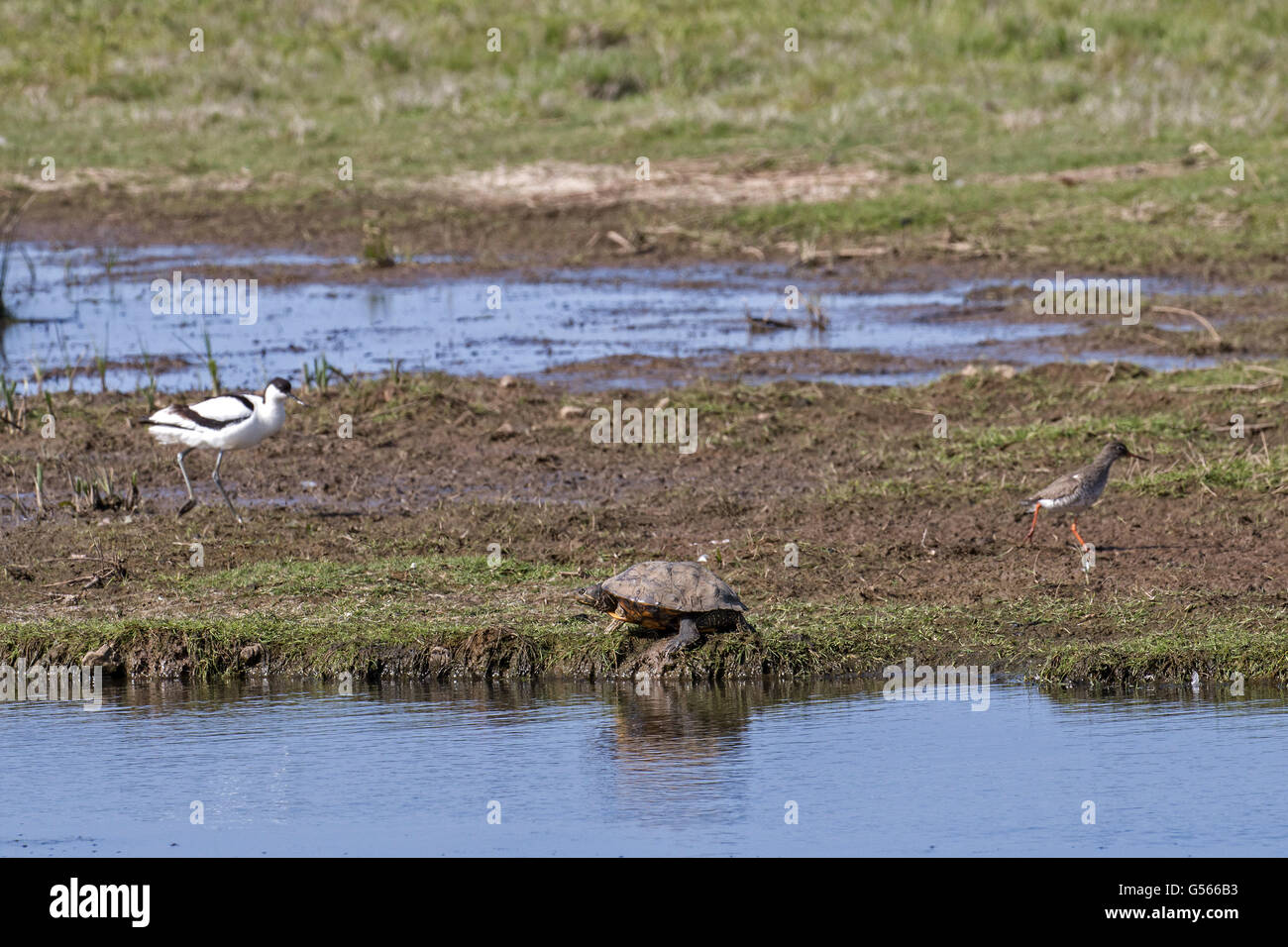 Rot-Schmuckschildkröte Schildkröte (ist Scripta Elegans) mit Säbelschnäbler und Rotschenkel, Deepdale Marsh, Norfolk. Eine invasiven Arten aus Nordamerika. Stockfoto