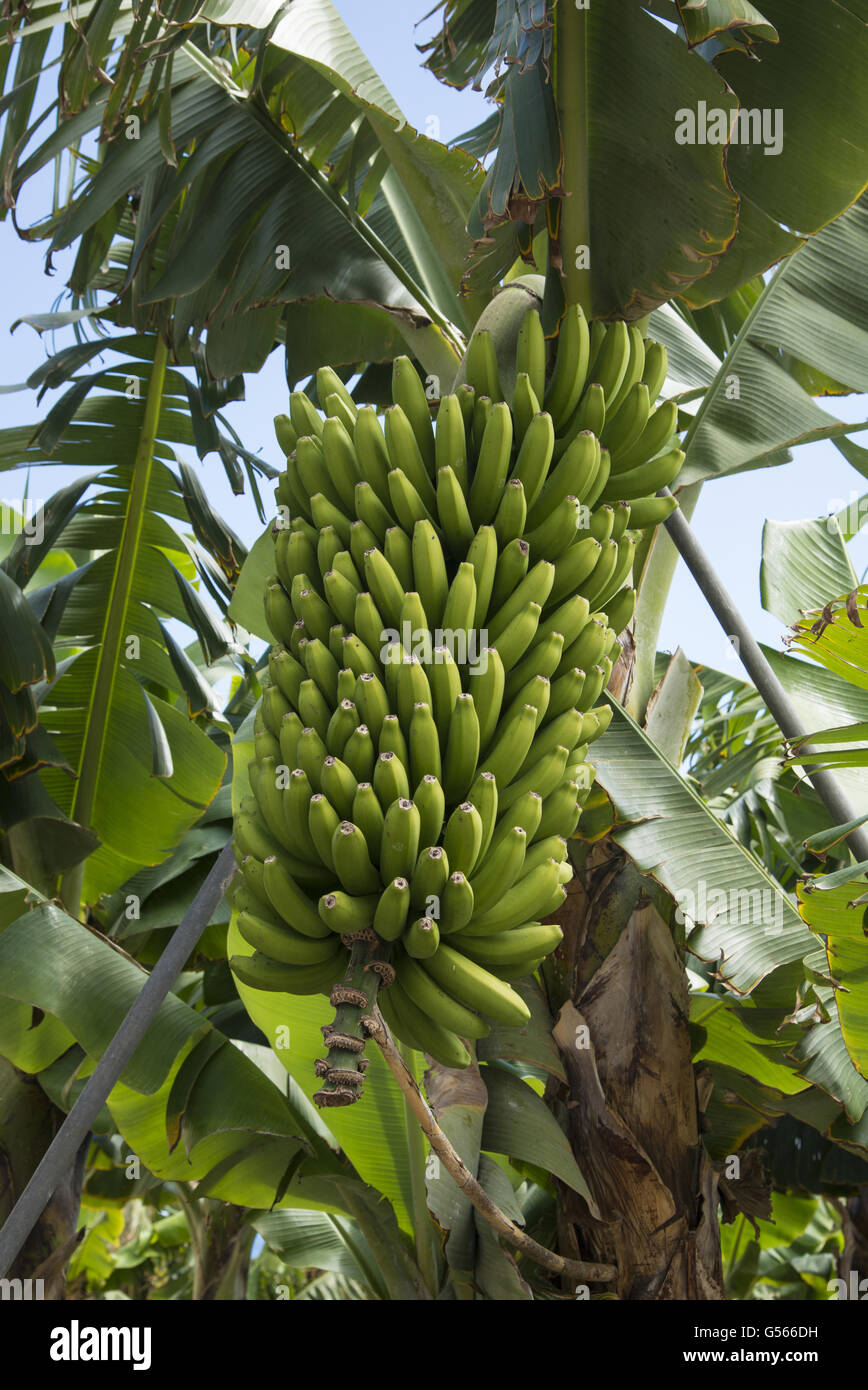 Bananen (Musa sp.) zuschneiden, close-up von unreifen Früchten, San Andres, La Palma, Kanarische Inseln, März Stockfoto