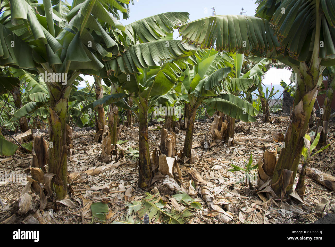 Bananen (Musa sp.) zuschneiden, Plantage, San Andres, La Palma, Kanarische Inseln, März Stockfoto