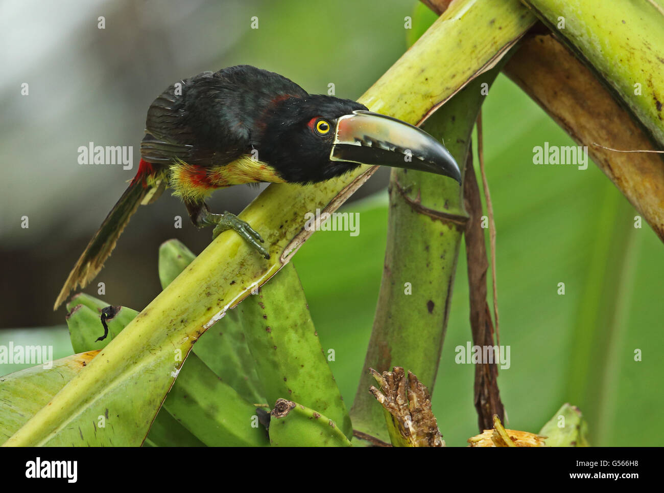 Collared Aracari (Pteroglossus Manlius Manlius) Erwachsene, Fütterung auf reife Banane Frucht, Pico Bonito, Honduras, Februar Stockfoto