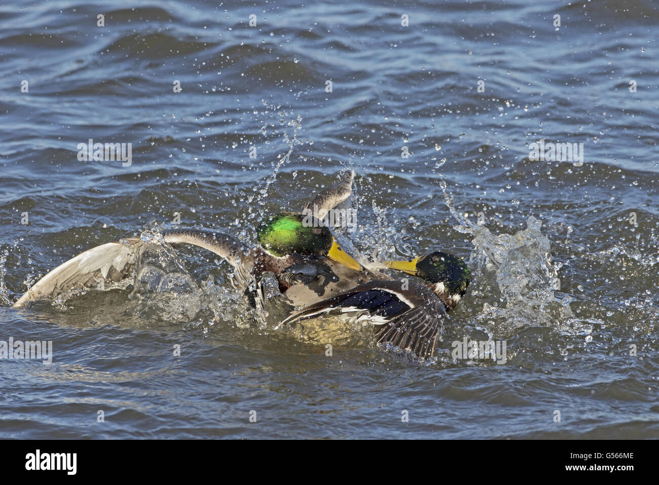 Mallard Ente (Anas Platyrhynchos) zwei Erwachsene Männer, kämpfen auf dem Wasser, Norfolk, England, Januar Stockfoto