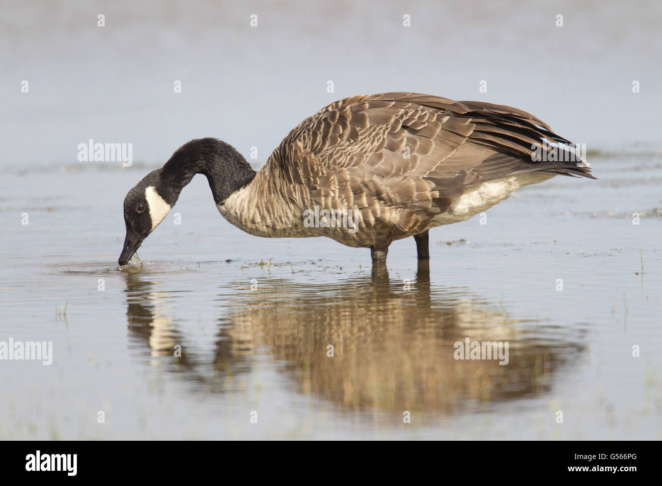 Kanadagans (Branta Canadensis) eingeführten Arten, Erwachsene, Fütterung in flachen Lagune, Musselburgh, Firth of Forth, East Lothian, Schottland, August Stockfoto