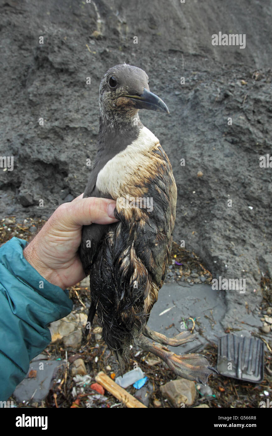 Gemeinsamen Guillemot (Uria Aalge) Erwachsene, geölt Mauser aus nicht-Zucht Zucht Gefieder, Vogel in der hand gehalten, Chapmans Pool, Dorset, England, Januar Stockfoto