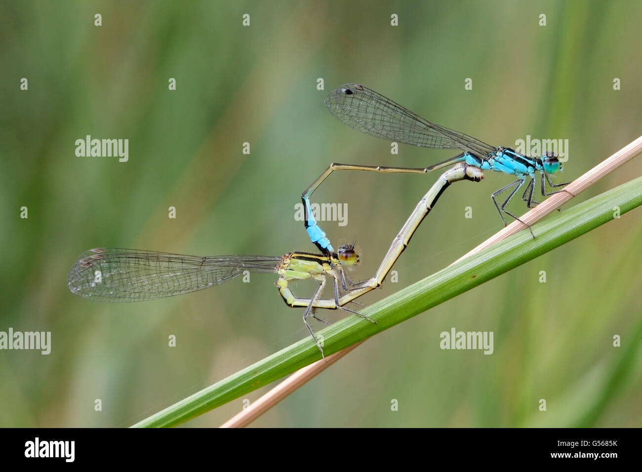 Blau-tailed Damselfly (Ischnura Elegans) paar Insekten Paarung beim Ausruhen auf dem Rasen stammen, Camargue, Frankreich Stockfoto