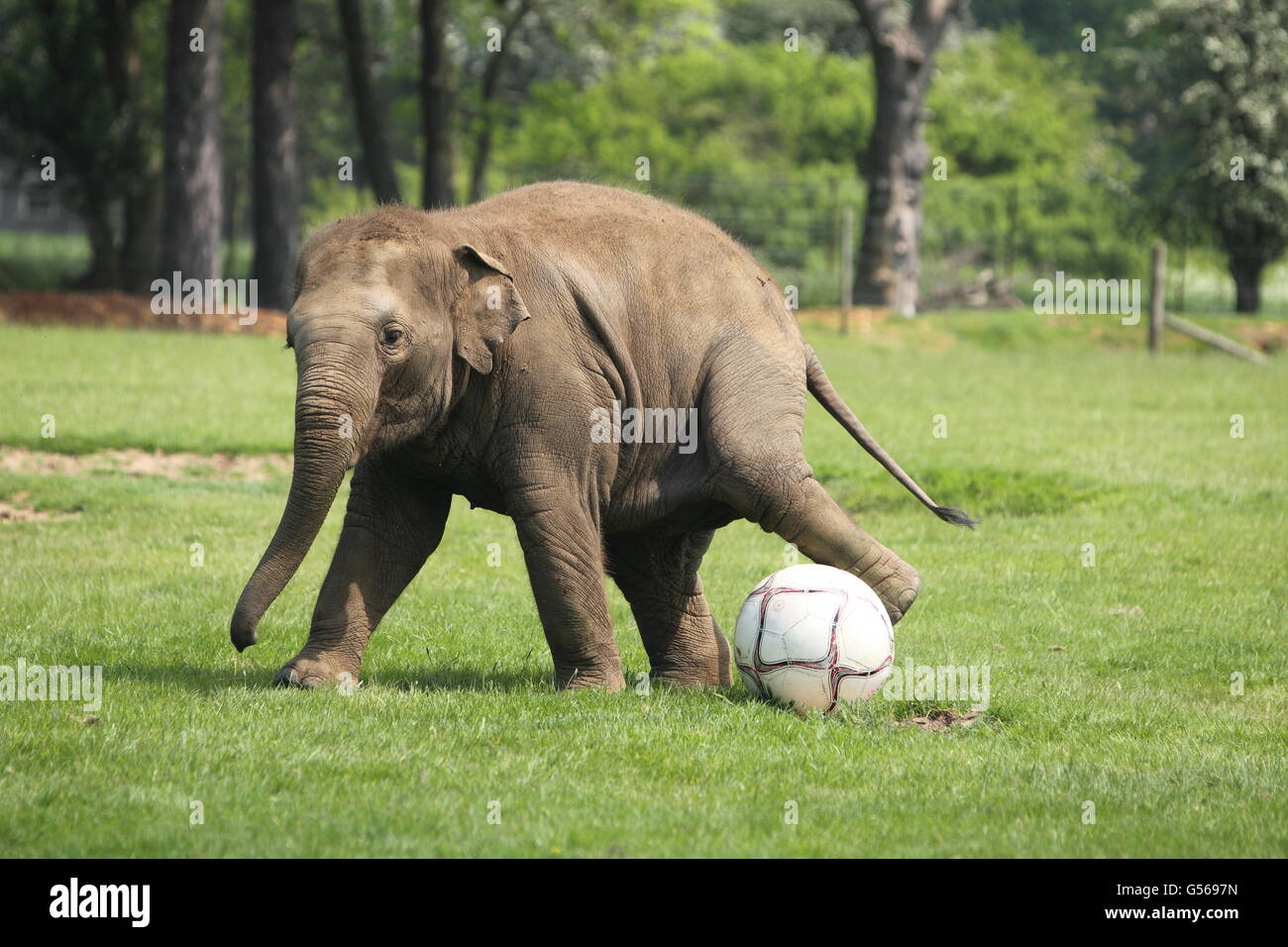 Elefantenfußball. Elefant Donna spielt mit einem Fußball im ZSL Whipsnade Zoo in der Nähe von Dunstable, Bedfordshire. Stockfoto