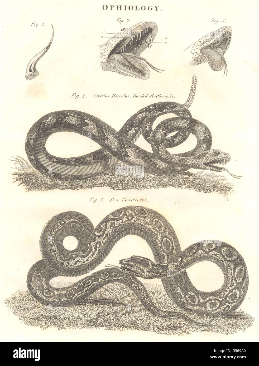 Schlangen: Ophiology: Crotalus Horridus, gebändert Klapperschlange, Boa Constrictor, 1830 Stockfoto