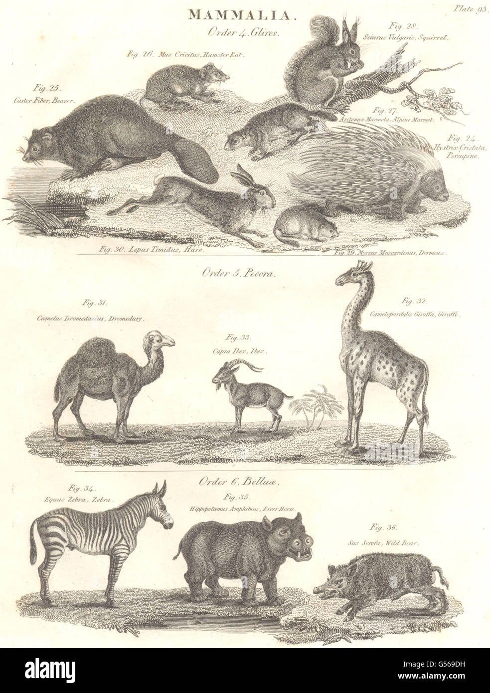 Säugetiere: Stachelschwein Biber Eichhörnchen Hase Kamel Giraffe Ibex Zebra Hippo Eber 1830 Stockfoto