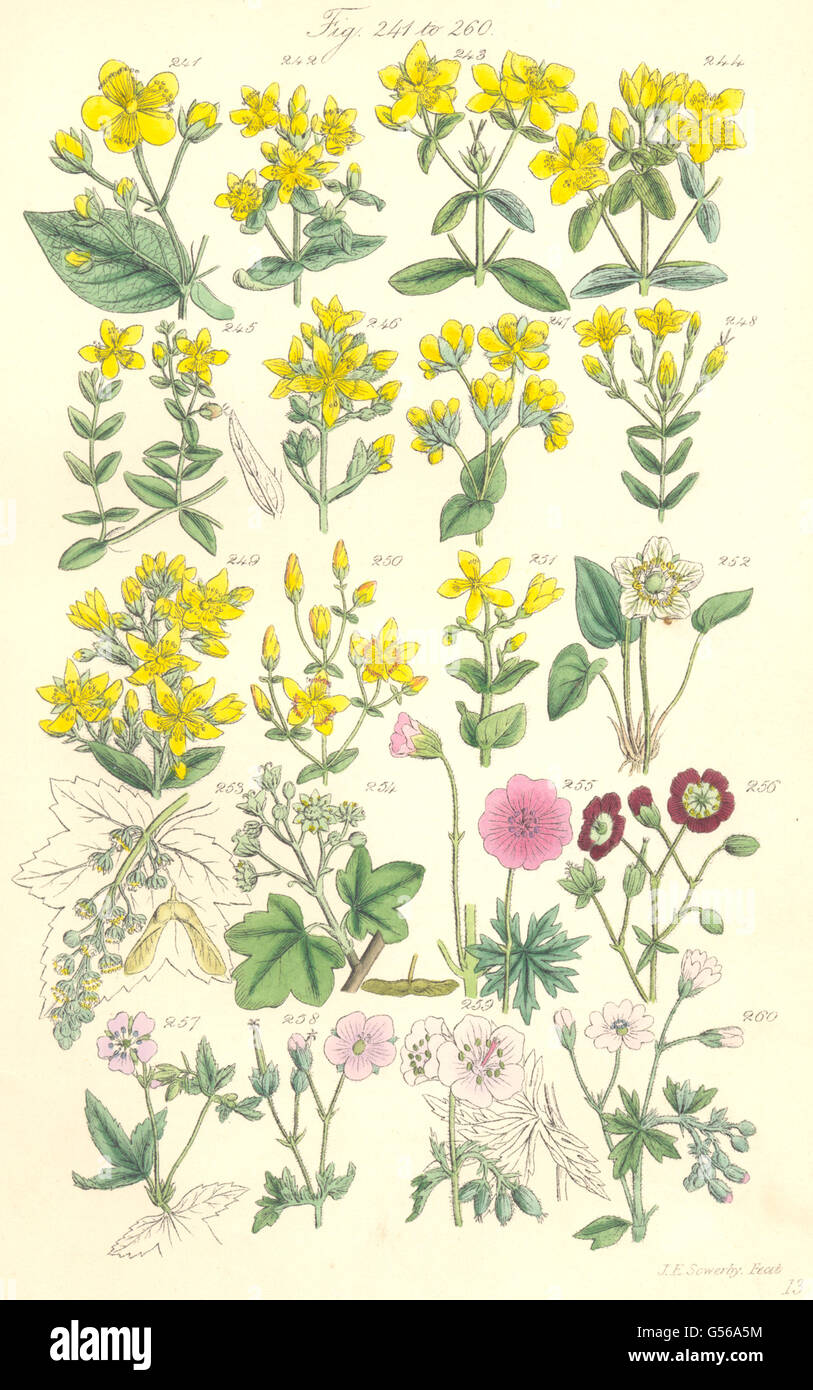 Wildblumen: St. Johanniskraut-Bergahorn Geranie des Krans-Rechnung. SOWERBY, 1890 Stockfoto