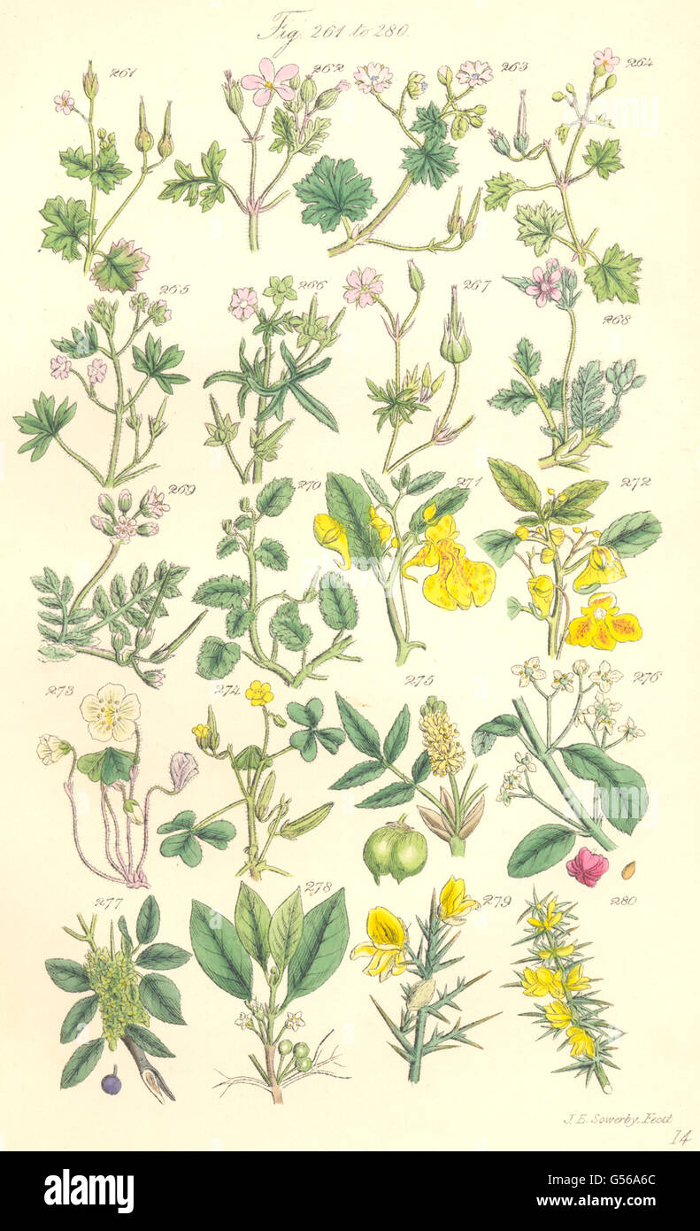 Wildblumen: Balsam Sauerampfer Shamrock Spindel-Baum Sanddorn Ginster. SOWERBY, 1890 Stockfoto