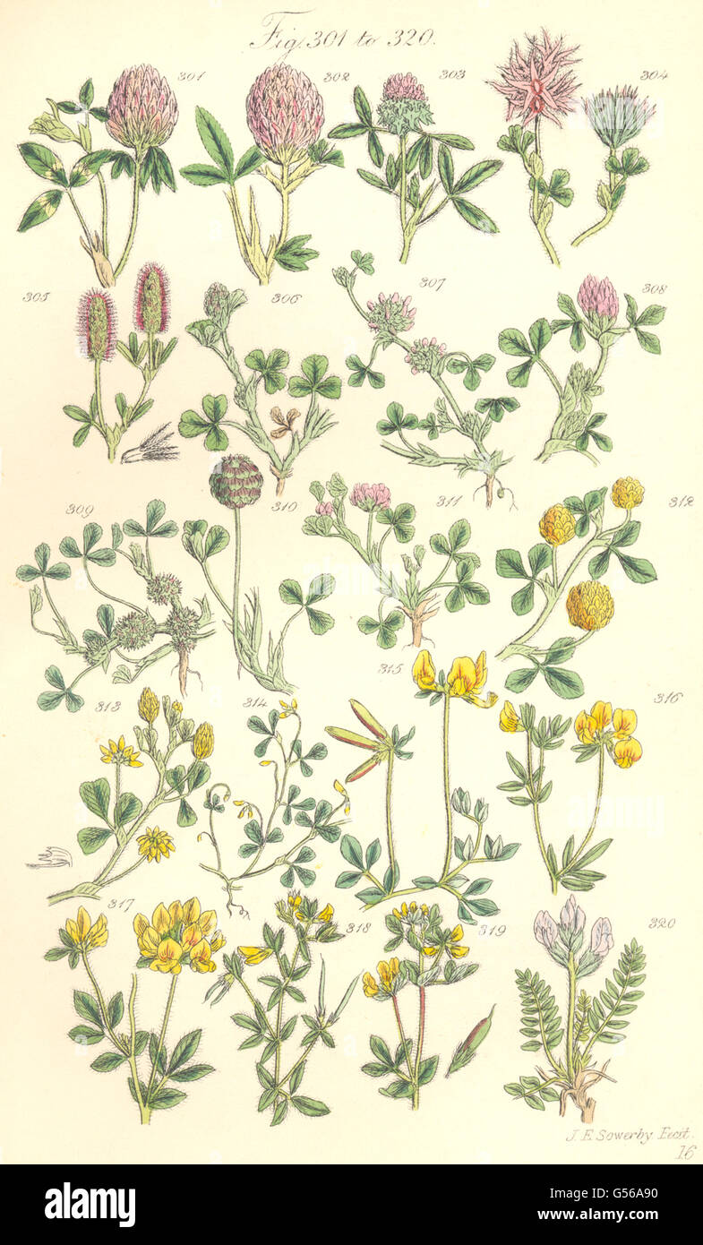 Kleeblätter: Rote Teasle Sternenhimmel verknotet Sand Erdbeer gelb schlank. SOWERBY 1890 Stockfoto